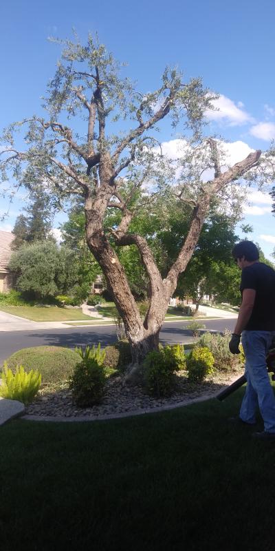 tree