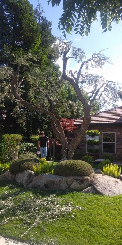tree