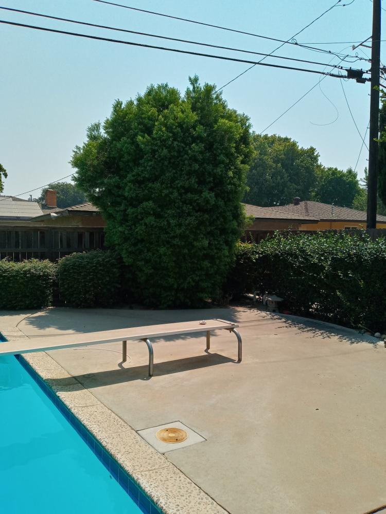 tree