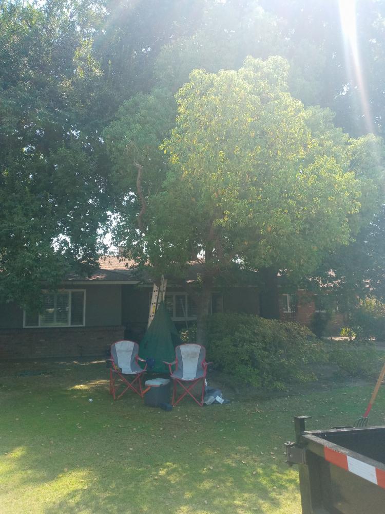 tree