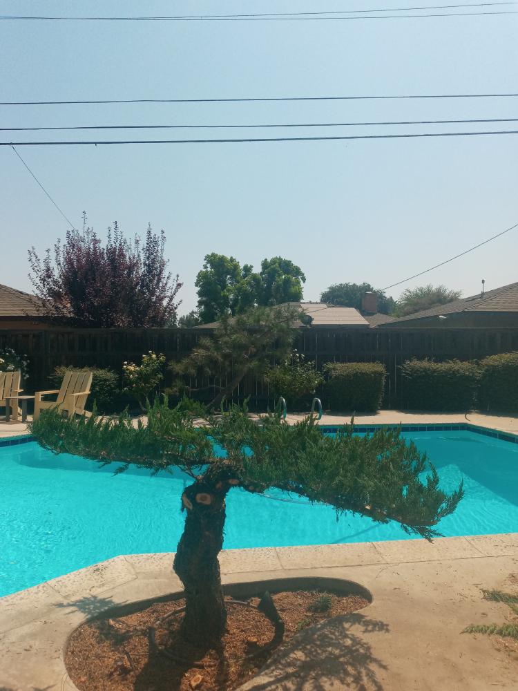tree