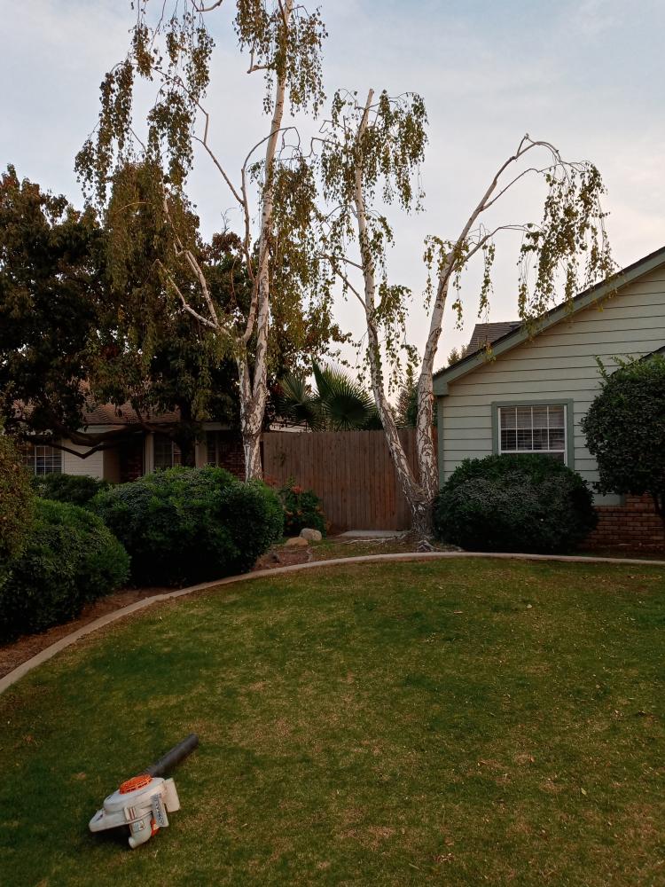 tree