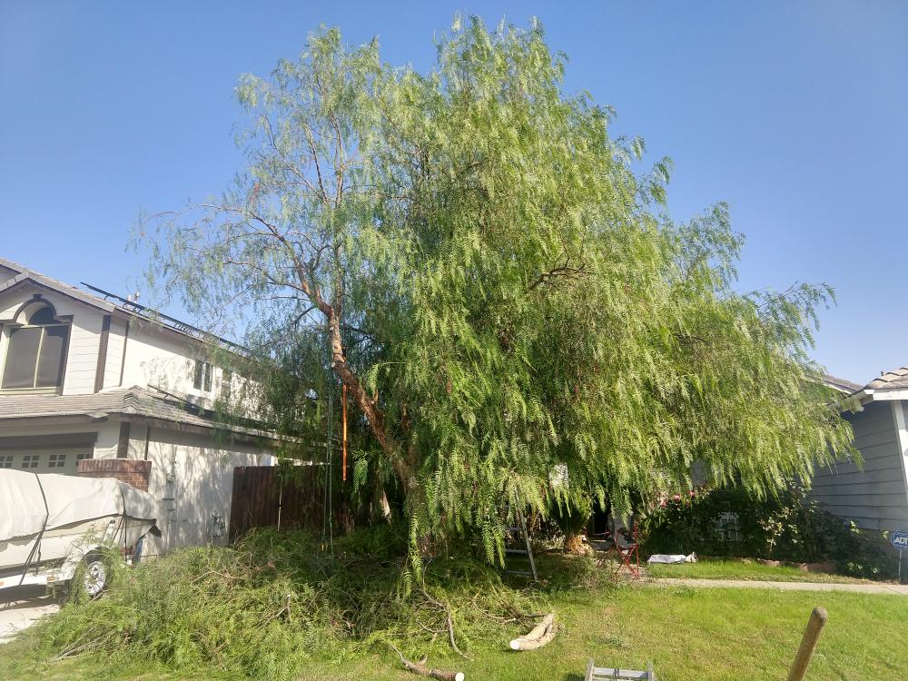 tree
