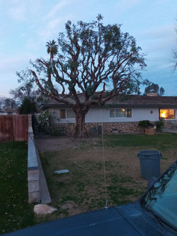 tree
