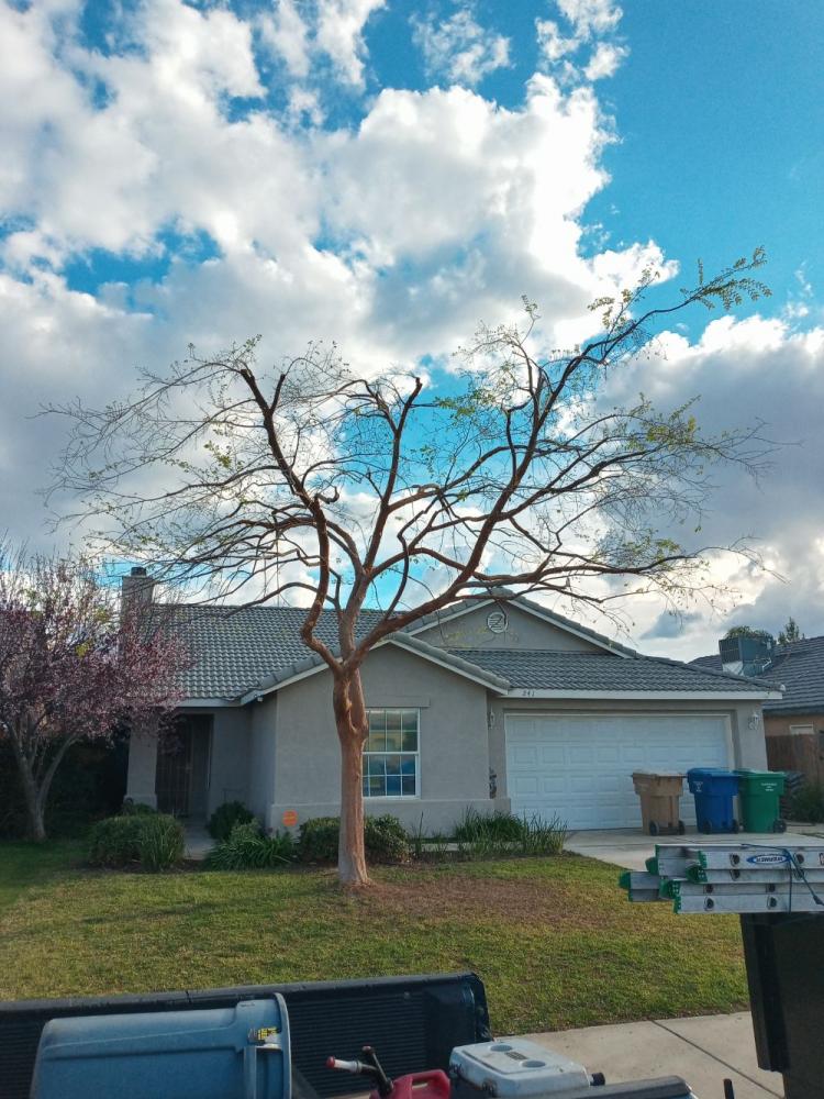 tree