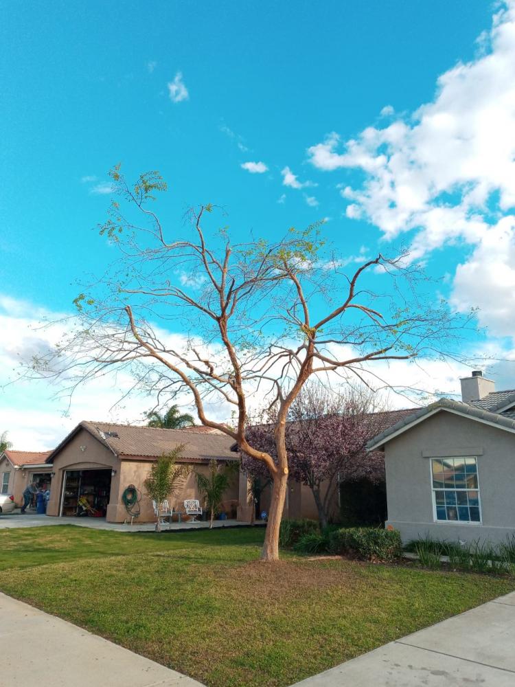 tree