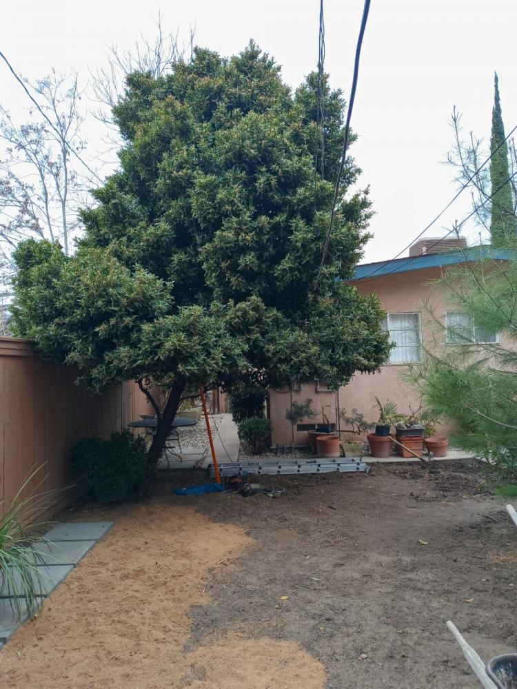 tree