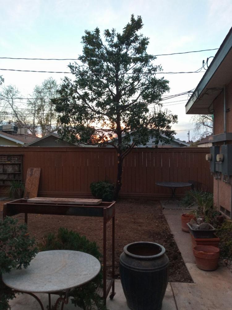 tree