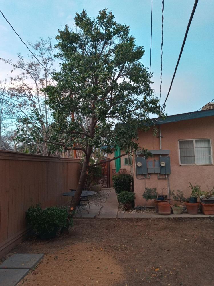 tree