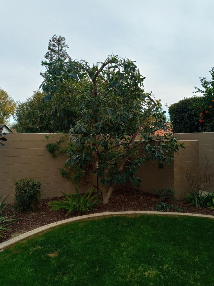 tree