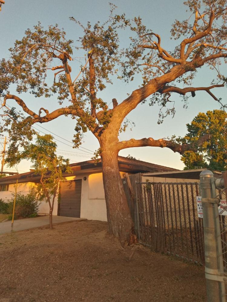 tree