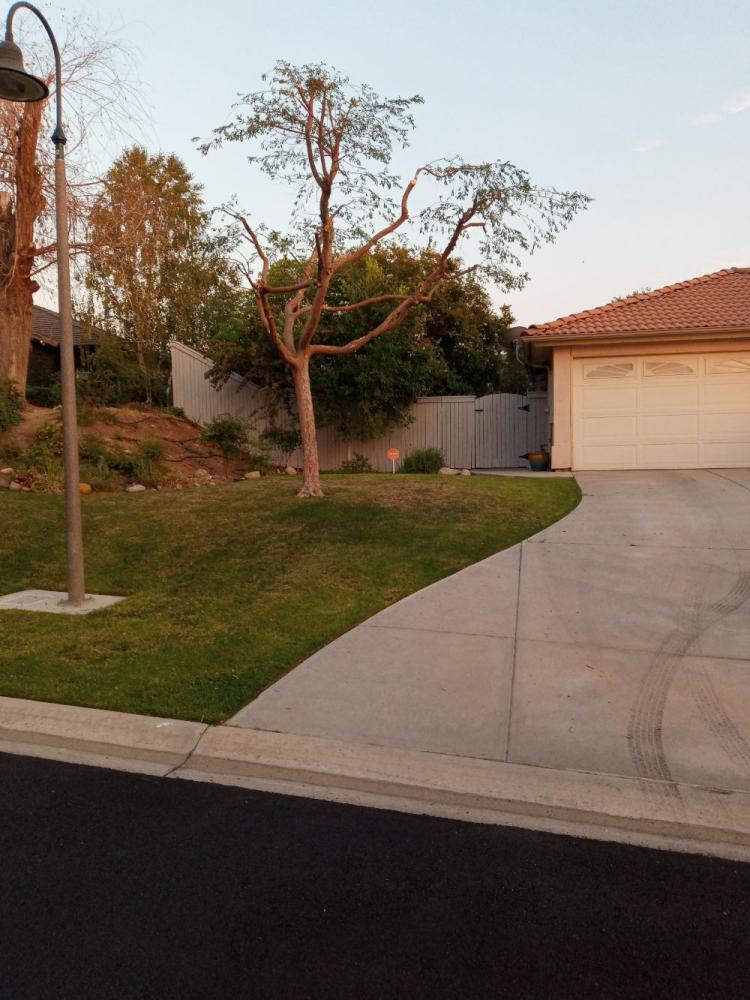 tree