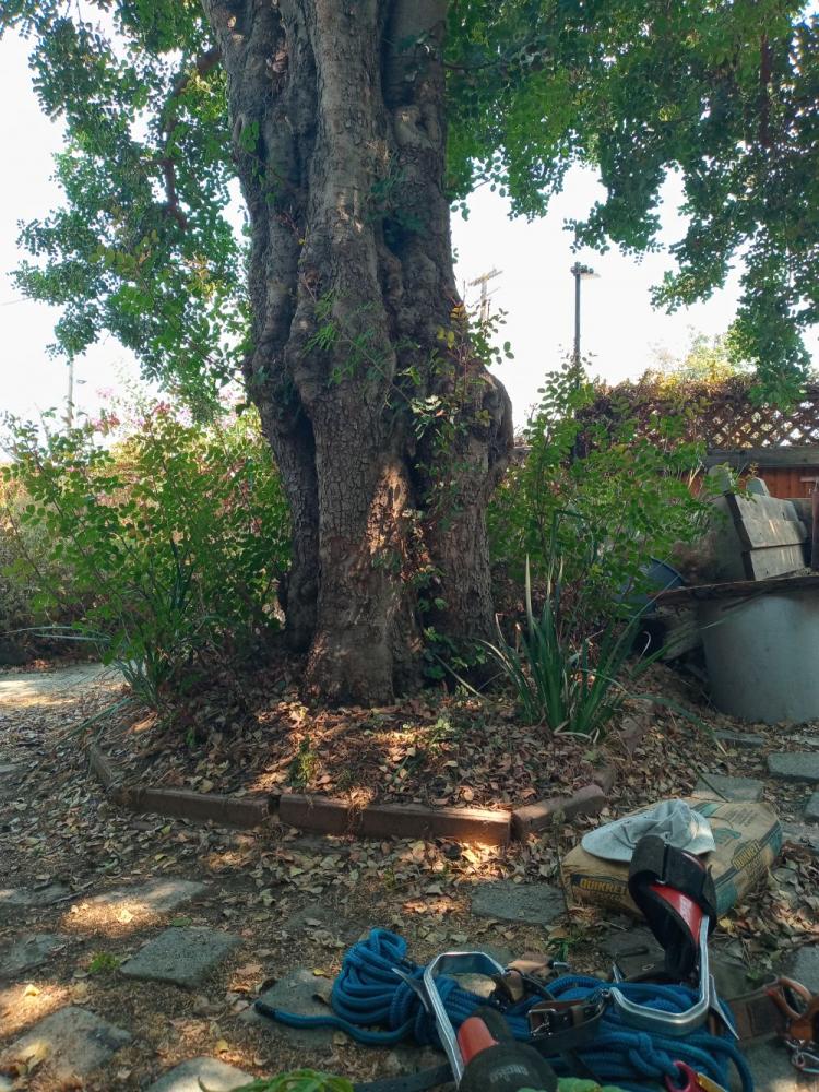 tree