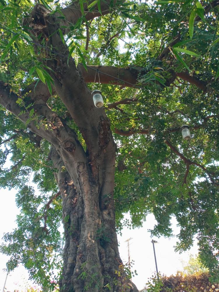 tree