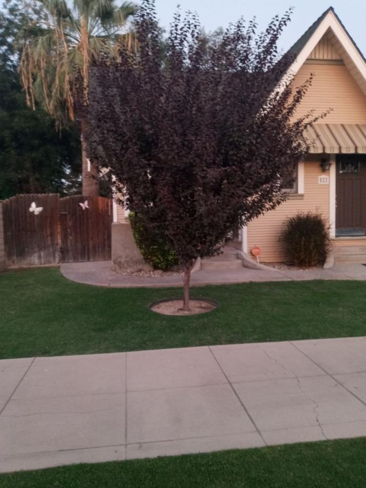 tree