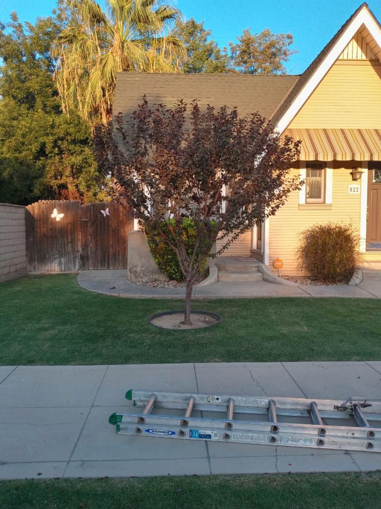 tree
