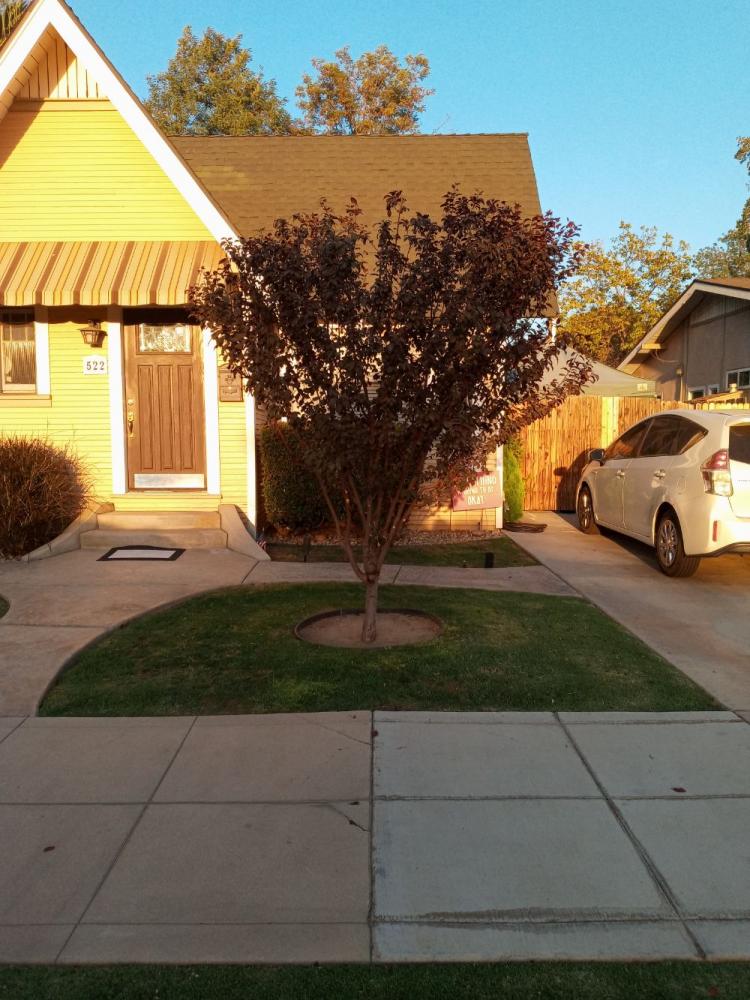 tree