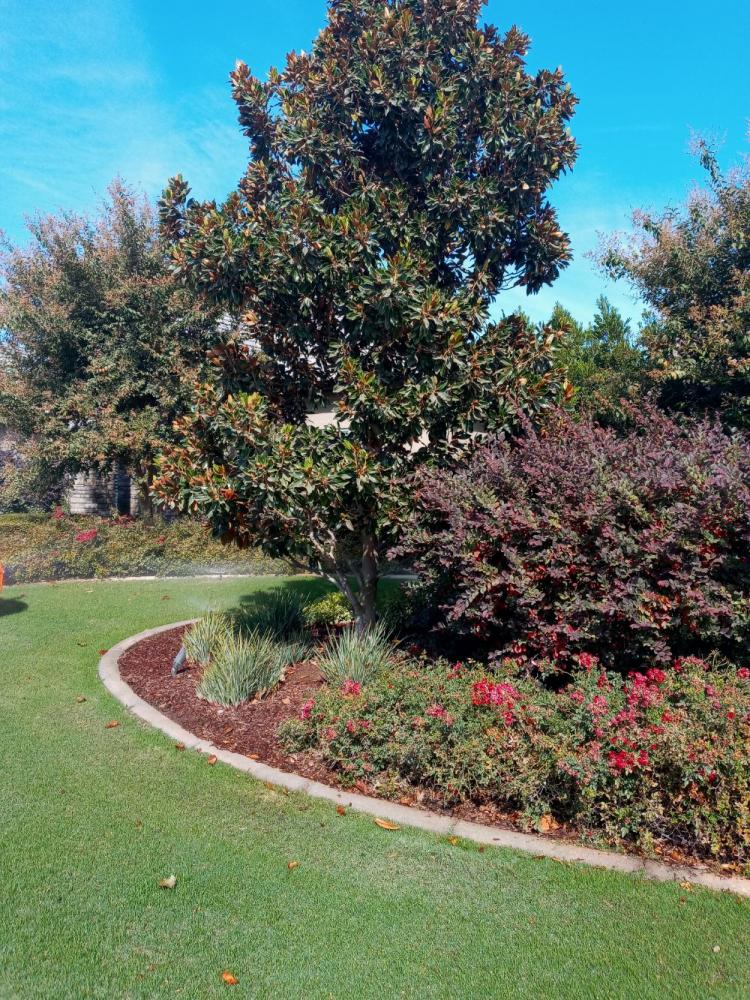 tree