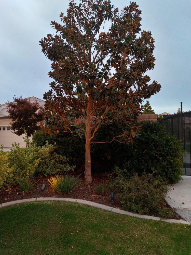 tree