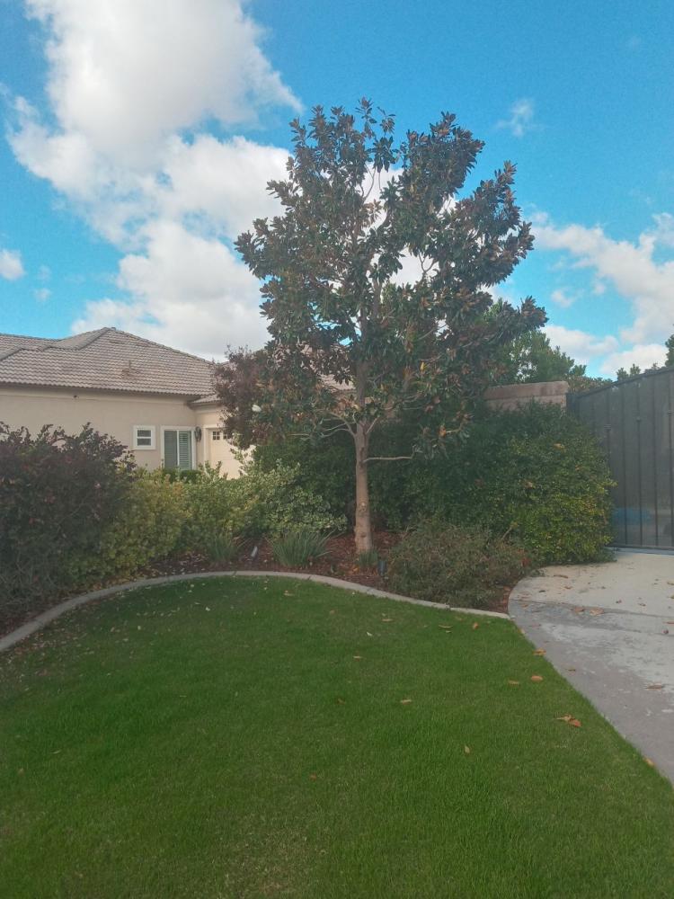 tree