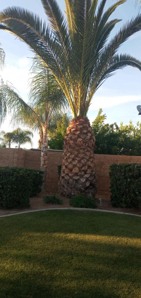 tree