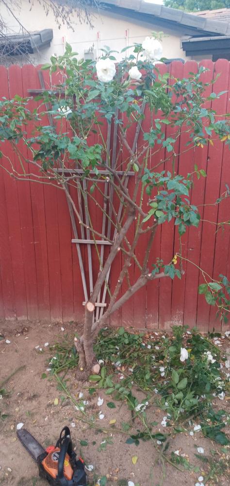 tree