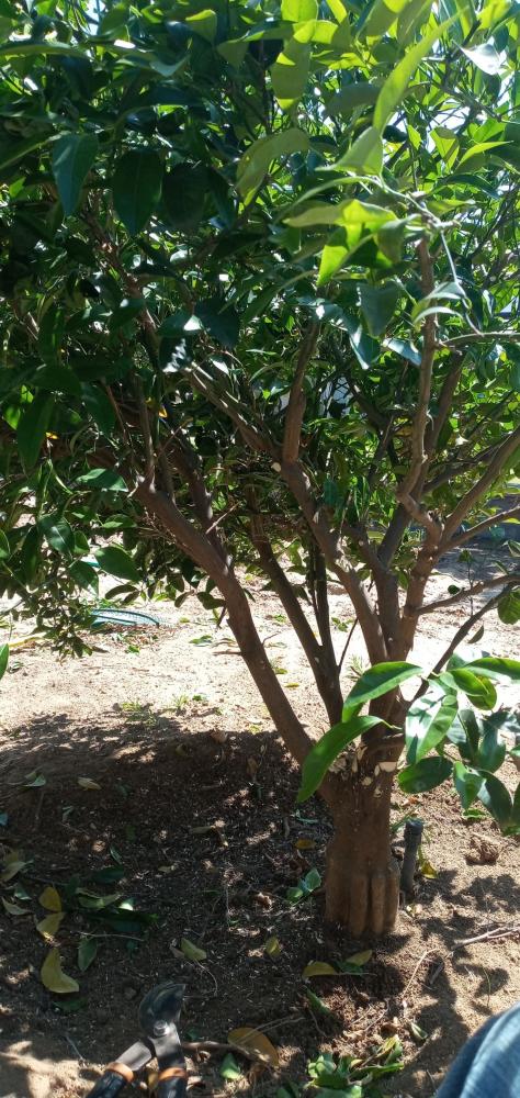 tree