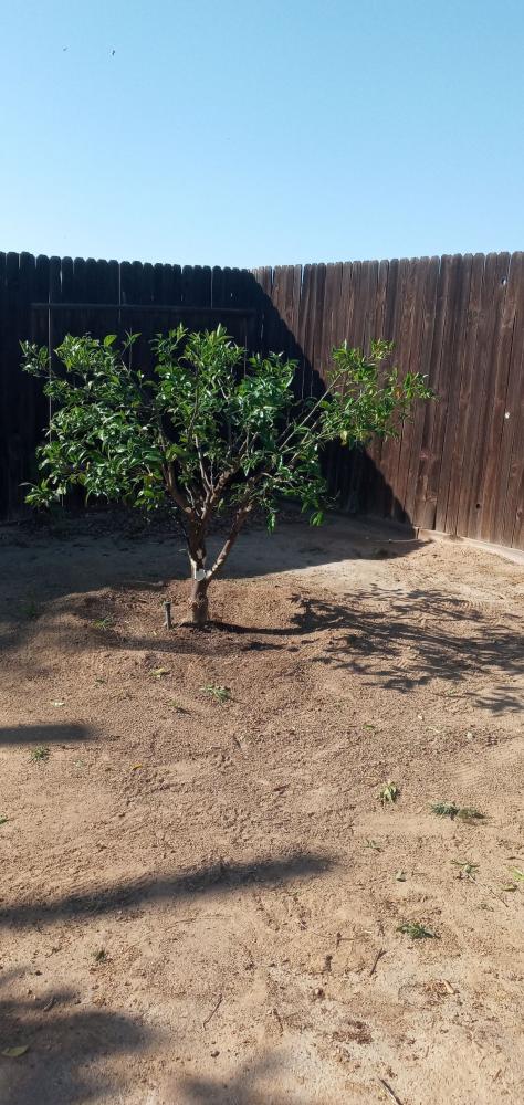 tree