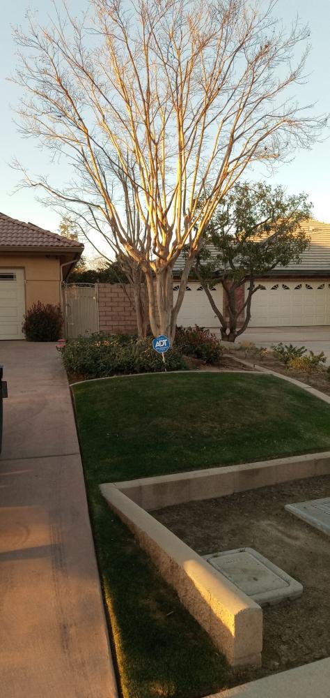 tree