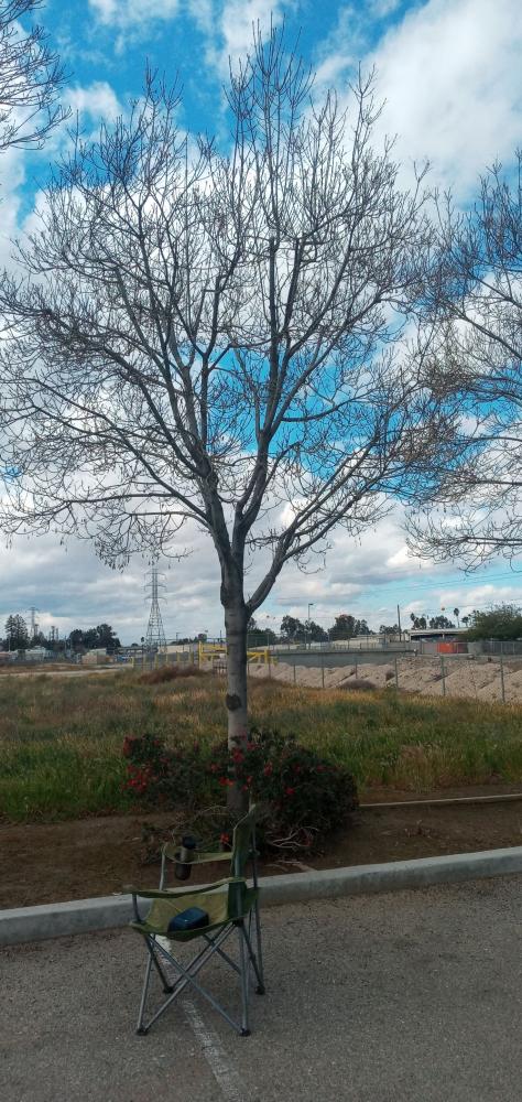tree