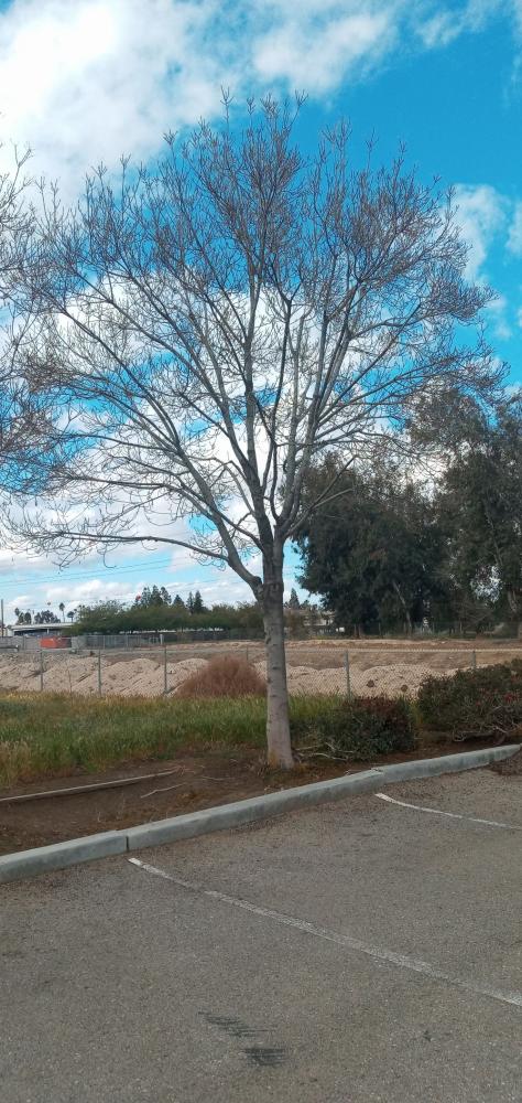 tree