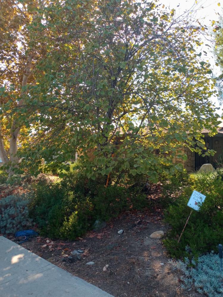 tree