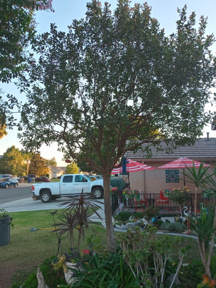tree