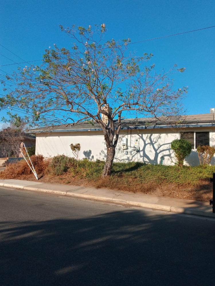 tree