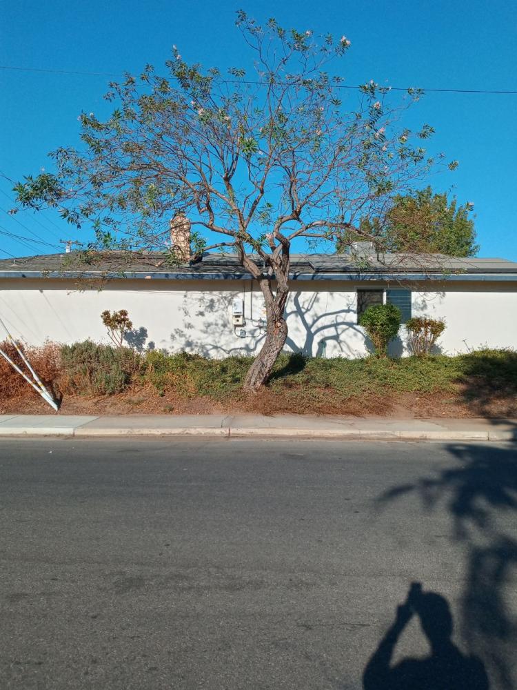 tree