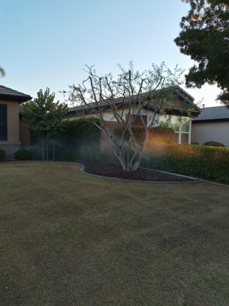 tree