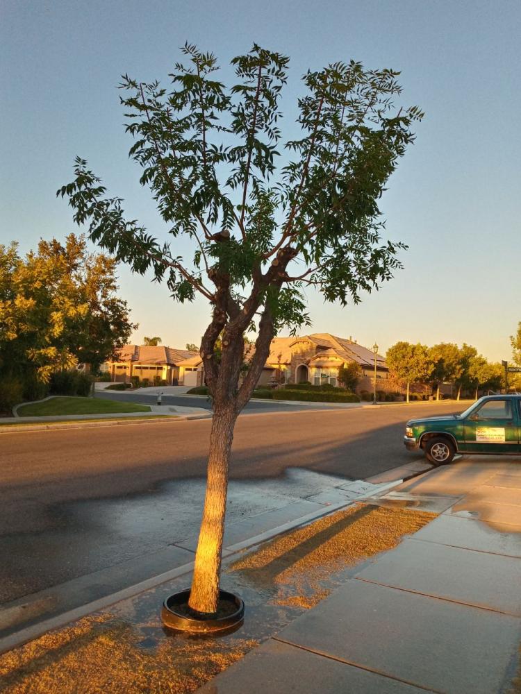 tree
