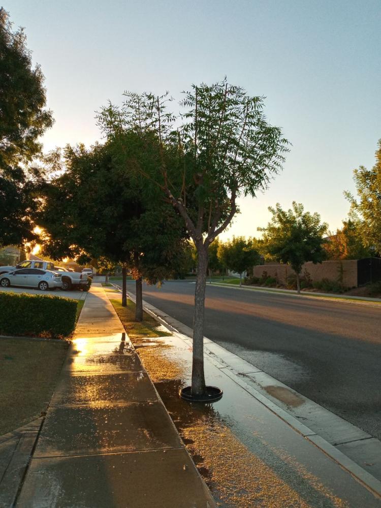 tree
