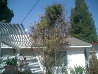 Crape Myrtle Trimmed