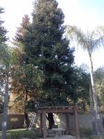 MIGHTY REDWOOD TREE