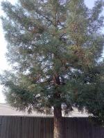 REDWOOD TRIMMED