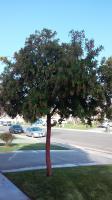 Very unique strawberry tree Before & After