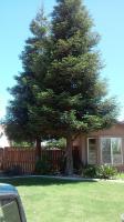 Redwood taken out to close to the House