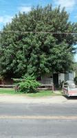 Hundred Year Old Carob Tree Trimmed