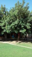 A butchered carob tree reconstructed before and after