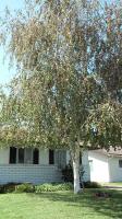 White Birch Before& After💘