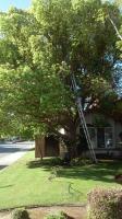 Big Camphor 🌳 and other tree