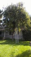 Ornamental pear trimmed