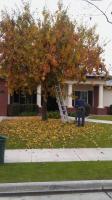 Flowering Pear trimmed Before & After