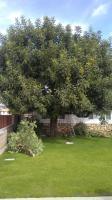Carob Tree Before &After